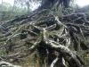 Tangled Tree Roots in Andaman Island